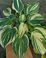 Hosta "Colors in Motion"