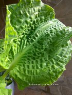 Hosta 'Crumples'