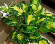 Hosta Etched Glass