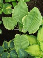 Hosta Nutty Professor