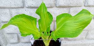 Hosta ' Paradise Maverick '