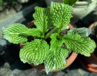 Hosta Second Coming