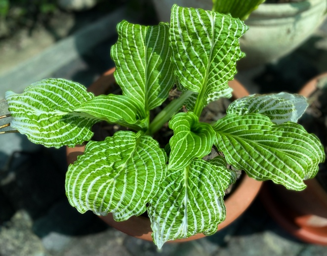 Hosta Second Coming