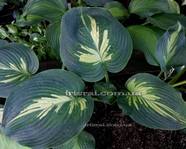 Hosta «Simply Sharon»